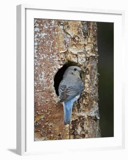 Female Mountain Bluebird (Sialia Currucoides)-James Hager-Framed Photographic Print