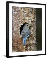 Female Mountain Bluebird (Sialia Currucoides)-James Hager-Framed Photographic Print