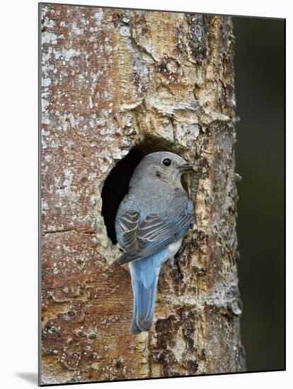 Female Mountain Bluebird (Sialia Currucoides)-James Hager-Mounted Photographic Print