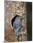 Female Mountain Bluebird (Sialia Currucoides)-James Hager-Mounted Photographic Print