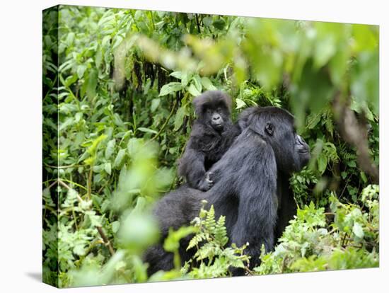 Female Mountain Gorilla Carrying Baby on Her Back, Volcanoes National Park, Rwanda, Africa-Eric Baccega-Stretched Canvas