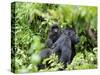 Female Mountain Gorilla Carrying Baby on Her Back, Volcanoes National Park, Rwanda, Africa-Eric Baccega-Stretched Canvas