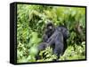 Female Mountain Gorilla Carrying Baby on Her Back, Volcanoes National Park, Rwanda, Africa-Eric Baccega-Framed Stretched Canvas