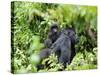 Female Mountain Gorilla Carrying Baby on Her Back, Volcanoes National Park, Rwanda, Africa-Eric Baccega-Stretched Canvas