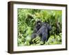 Female Mountain Gorilla Carrying Baby on Her Back, Volcanoes National Park, Rwanda, Africa-Eric Baccega-Framed Premium Photographic Print