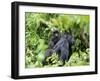 Female Mountain Gorilla Carrying Baby on Her Back, Volcanoes National Park, Rwanda, Africa-Eric Baccega-Framed Premium Photographic Print