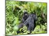 Female Mountain Gorilla Carrying Baby on Her Back, Volcanoes National Park, Rwanda, Africa-Eric Baccega-Mounted Premium Photographic Print