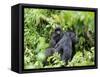 Female Mountain Gorilla Carrying Baby on Her Back, Volcanoes National Park, Rwanda, Africa-Eric Baccega-Framed Stretched Canvas