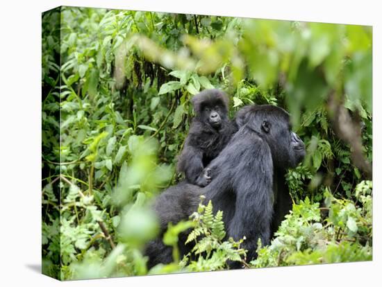Female Mountain Gorilla Carrying Baby on Her Back, Volcanoes National Park, Rwanda, Africa-Eric Baccega-Stretched Canvas
