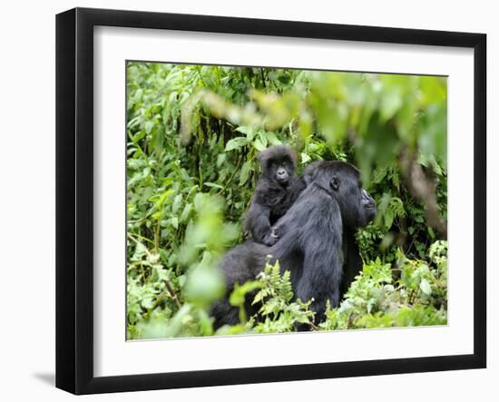 Female Mountain Gorilla Carrying Baby on Her Back, Volcanoes National Park, Rwanda, Africa-Eric Baccega-Framed Photographic Print