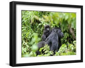 Female Mountain Gorilla Carrying Baby on Her Back, Volcanoes National Park, Rwanda, Africa-Eric Baccega-Framed Photographic Print