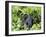 Female Mountain Gorilla Carrying Baby on Her Back, Volcanoes National Park, Rwanda, Africa-Eric Baccega-Framed Photographic Print