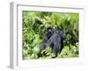 Female Mountain Gorilla Carrying Baby on Her Back, Volcanoes National Park, Rwanda, Africa-Eric Baccega-Framed Photographic Print