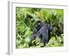 Female Mountain Gorilla Carrying Baby on Her Back, Volcanoes National Park, Rwanda, Africa-Eric Baccega-Framed Photographic Print