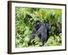 Female Mountain Gorilla Carrying Baby on Her Back, Volcanoes National Park, Rwanda, Africa-Eric Baccega-Framed Photographic Print