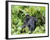 Female Mountain Gorilla Carrying Baby on Her Back, Volcanoes National Park, Rwanda, Africa-Eric Baccega-Framed Photographic Print