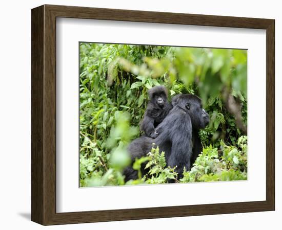 Female Mountain Gorilla Carrying Baby on Her Back, Volcanoes National Park, Rwanda, Africa-Eric Baccega-Framed Photographic Print