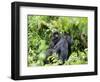 Female Mountain Gorilla Carrying Baby on Her Back, Volcanoes National Park, Rwanda, Africa-Eric Baccega-Framed Photographic Print