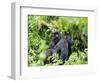 Female Mountain Gorilla Carrying Baby on Her Back, Volcanoes National Park, Rwanda, Africa-Eric Baccega-Framed Photographic Print