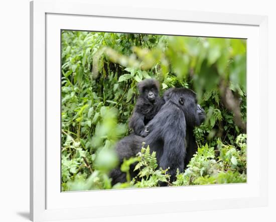 Female Mountain Gorilla Carrying Baby on Her Back, Volcanoes National Park, Rwanda, Africa-Eric Baccega-Framed Photographic Print