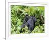 Female Mountain Gorilla Carrying Baby on Her Back, Volcanoes National Park, Rwanda, Africa-Eric Baccega-Framed Photographic Print