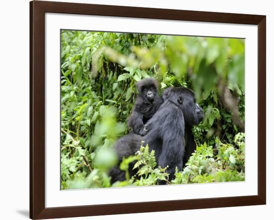 Female Mountain Gorilla Carrying Baby on Her Back, Volcanoes National Park, Rwanda, Africa-Eric Baccega-Framed Photographic Print