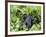 Female Mountain Gorilla Carrying Baby on Her Back, Volcanoes National Park, Rwanda, Africa-Eric Baccega-Framed Photographic Print