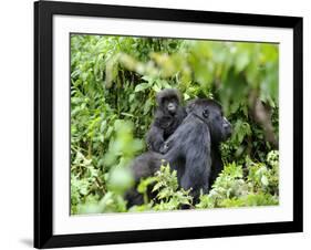 Female Mountain Gorilla Carrying Baby on Her Back, Volcanoes National Park, Rwanda, Africa-Eric Baccega-Framed Photographic Print