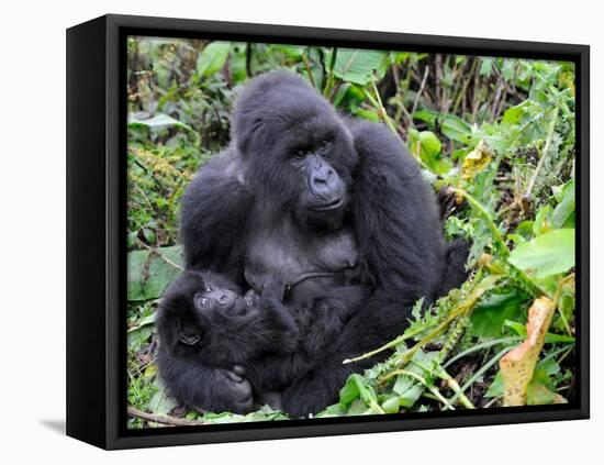 Female Mountain Gorilla with Her Baby, Volcanoes National Park, Rwanda, Africa-Eric Baccega-Framed Stretched Canvas