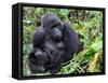 Female Mountain Gorilla with Her Baby, Volcanoes National Park, Rwanda, Africa-Eric Baccega-Framed Stretched Canvas