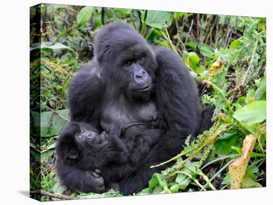 Female Mountain Gorilla with Her Baby, Volcanoes National Park, Rwanda, Africa-Eric Baccega-Stretched Canvas