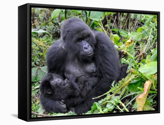 Female Mountain Gorilla with Her Baby, Volcanoes National Park, Rwanda, Africa-Eric Baccega-Framed Stretched Canvas