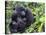 Female Mountain Gorilla with Her Baby, Volcanoes National Park, Rwanda, Africa-Eric Baccega-Stretched Canvas