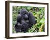 Female Mountain Gorilla with Her Baby, Volcanoes National Park, Rwanda, Africa-Eric Baccega-Framed Premium Photographic Print