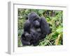 Female Mountain Gorilla with Her Baby, Volcanoes National Park, Rwanda, Africa-Eric Baccega-Framed Premium Photographic Print