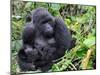 Female Mountain Gorilla with Her Baby, Volcanoes National Park, Rwanda, Africa-Eric Baccega-Mounted Premium Photographic Print