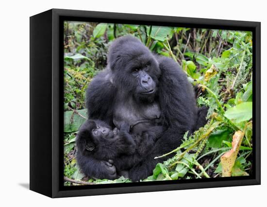 Female Mountain Gorilla with Her Baby, Volcanoes National Park, Rwanda, Africa-Eric Baccega-Framed Stretched Canvas