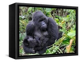 Female Mountain Gorilla with Her Baby, Volcanoes National Park, Rwanda, Africa-Eric Baccega-Framed Stretched Canvas