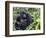 Female Mountain Gorilla with Her Baby, Volcanoes National Park, Rwanda, Africa-Eric Baccega-Framed Photographic Print