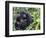 Female Mountain Gorilla with Her Baby, Volcanoes National Park, Rwanda, Africa-Eric Baccega-Framed Photographic Print