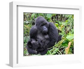 Female Mountain Gorilla with Her Baby, Volcanoes National Park, Rwanda, Africa-Eric Baccega-Framed Photographic Print