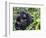 Female Mountain Gorilla with Her Baby, Volcanoes National Park, Rwanda, Africa-Eric Baccega-Framed Photographic Print