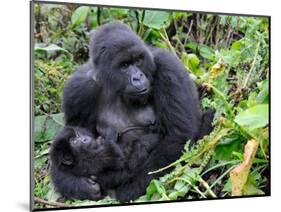 Female Mountain Gorilla with Her Baby, Volcanoes National Park, Rwanda, Africa-Eric Baccega-Mounted Photographic Print