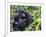 Female Mountain Gorilla with Her Baby, Volcanoes National Park, Rwanda, Africa-Eric Baccega-Framed Photographic Print