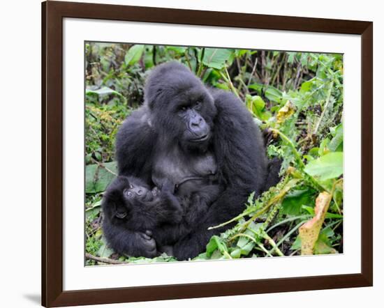 Female Mountain Gorilla with Her Baby, Volcanoes National Park, Rwanda, Africa-Eric Baccega-Framed Photographic Print