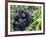 Female Mountain Gorilla with Her Baby, Volcanoes National Park, Rwanda, Africa-Eric Baccega-Framed Photographic Print