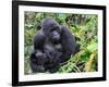 Female Mountain Gorilla with Her Baby, Volcanoes National Park, Rwanda, Africa-Eric Baccega-Framed Photographic Print