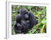 Female Mountain Gorilla with Her Baby, Volcanoes National Park, Rwanda, Africa-Eric Baccega-Framed Photographic Print