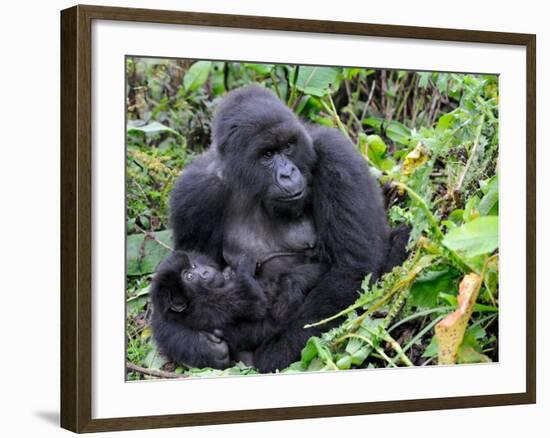 Female Mountain Gorilla with Her Baby, Volcanoes National Park, Rwanda, Africa-Eric Baccega-Framed Photographic Print