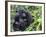 Female Mountain Gorilla with Her Baby, Volcanoes National Park, Rwanda, Africa-Eric Baccega-Framed Photographic Print